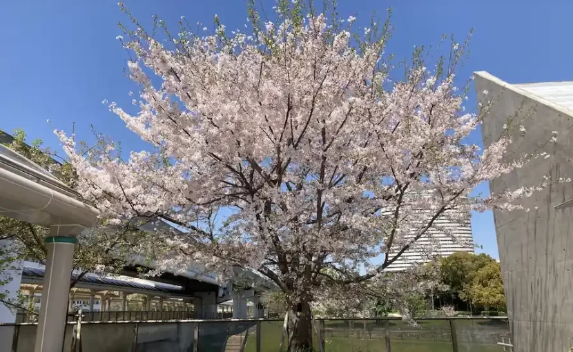 桜の木